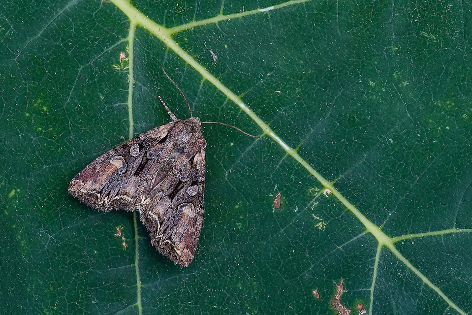 Lacanobia thalassina - borbolya-kertibagoly