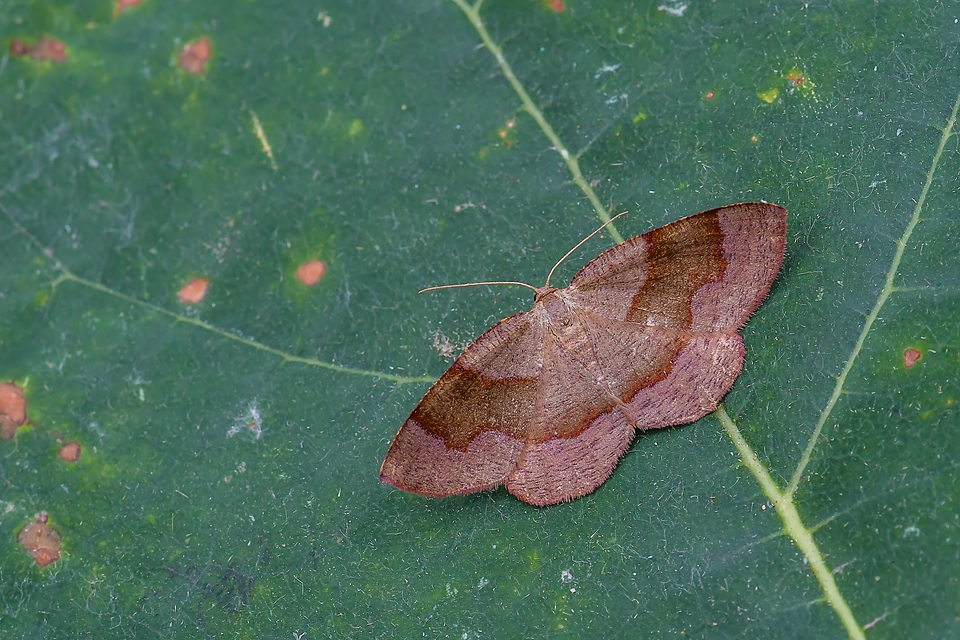 Plagodis pulveraria - szemcsés araszoló