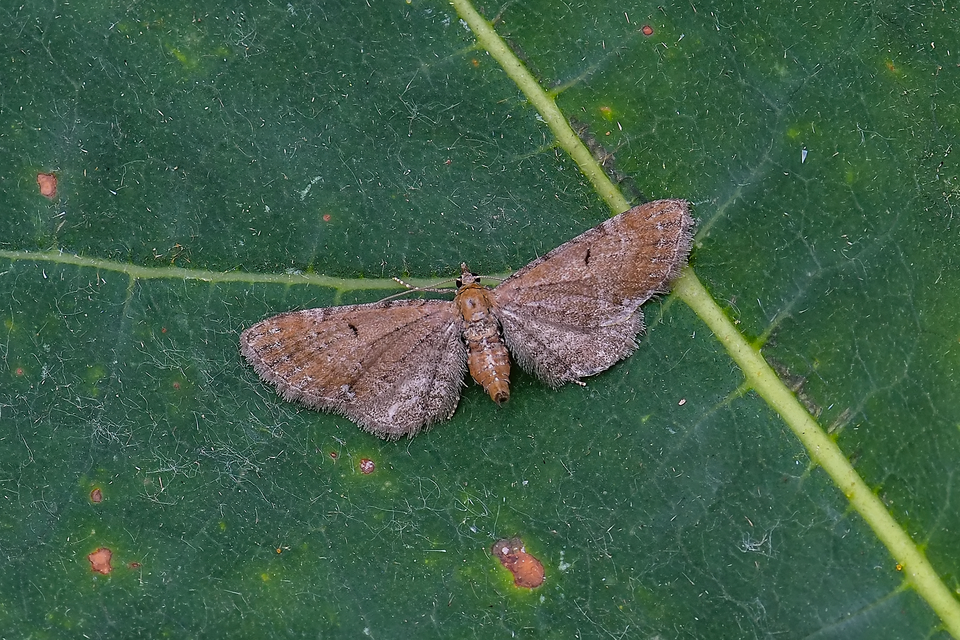 Eupithecia absinthiata - üröm-törpearaszoló