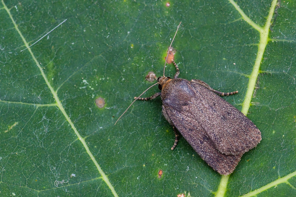 Amphipyra tragopoginis - bakszakállbagoly