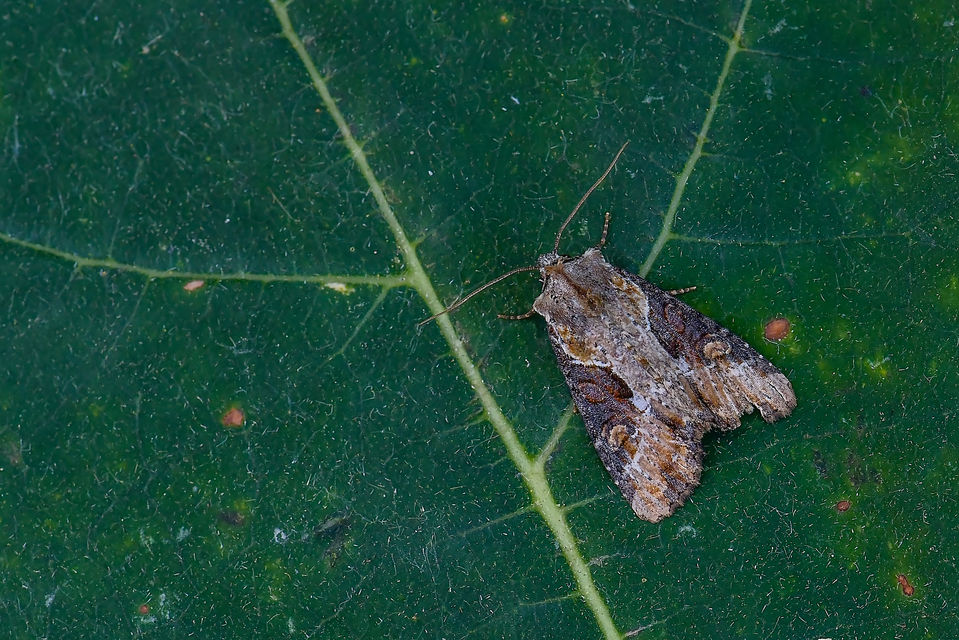 Lateroligia ophiogramma - harmatkása-dudvabagoly