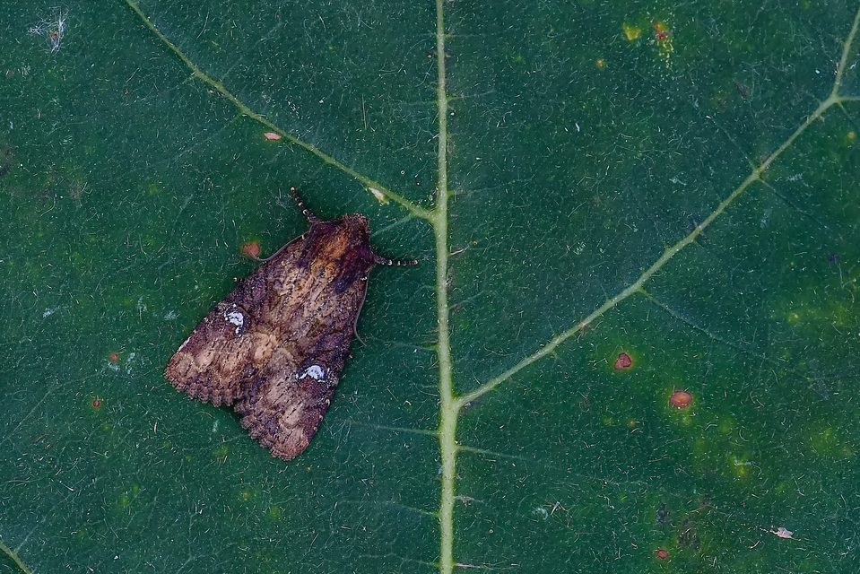 Mesapamea secalella/secalis