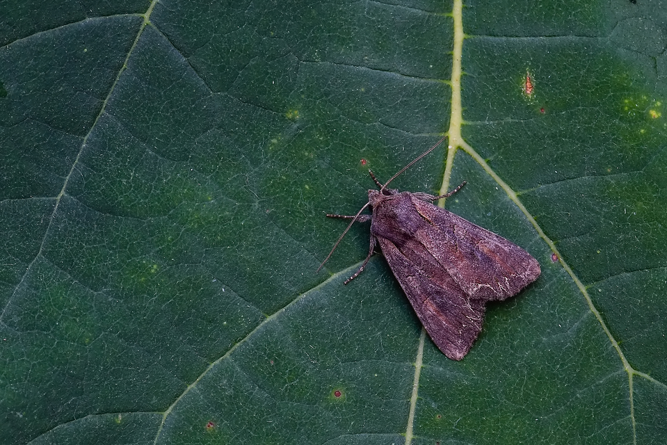 Lacanobia suasa - tarka kertibagoly