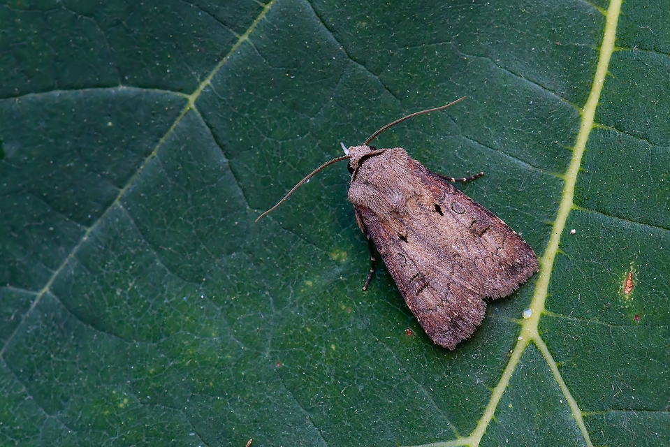 Agrotis exclamationis - felkiáltójeles földibagoly