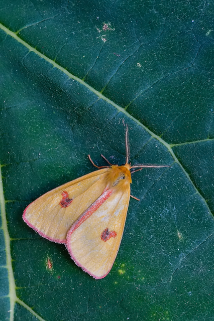 Diacrisia sannio - vörösszélű medvelepke