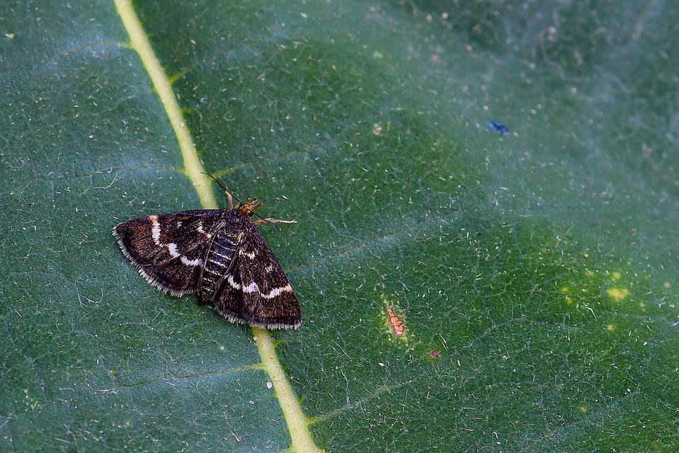 Pyrausta nigrata - fehérpettyes kormosmoly