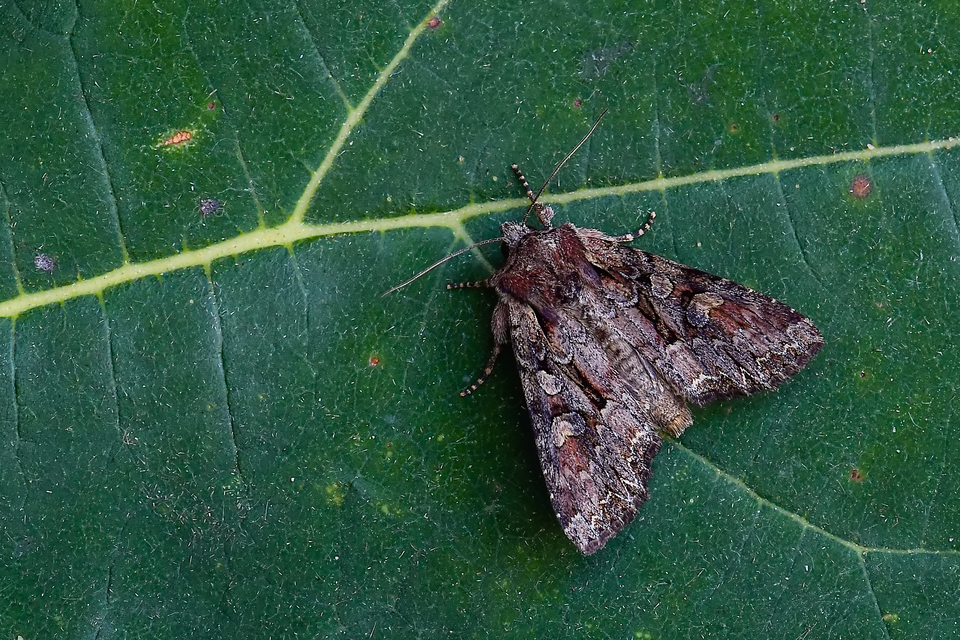 Lacanobia thalassina - borbolya-kertibagoly