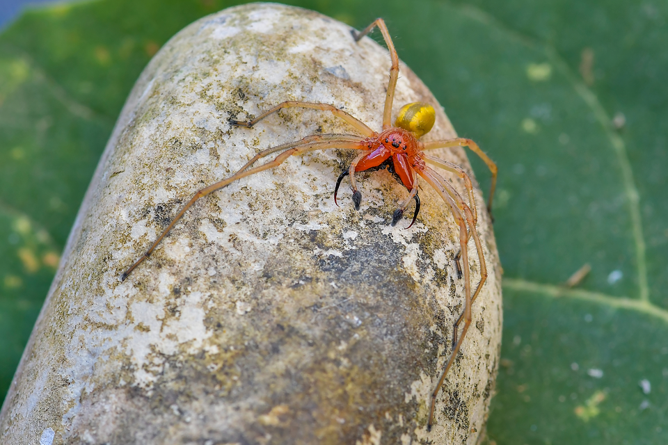 Cheiracanthium punctorium - mérges dajkapók