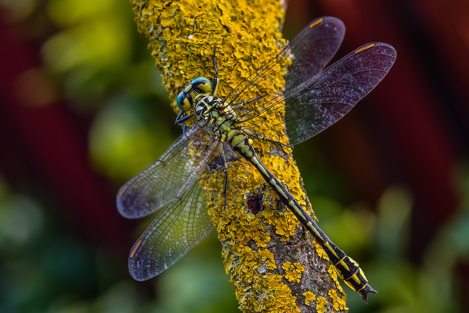 Gomphus flavipes - sárgalábú folyami-szitakötő