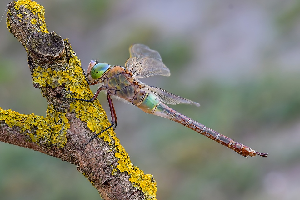 Anax parthenope - barna óriásacsa