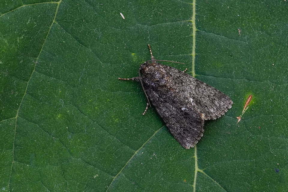 Acronicta rumicis - sóska-szigonyosbagoly