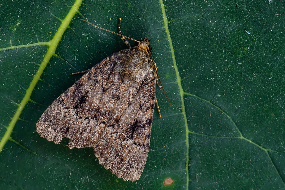 Amphipyra berbera/pyramidea