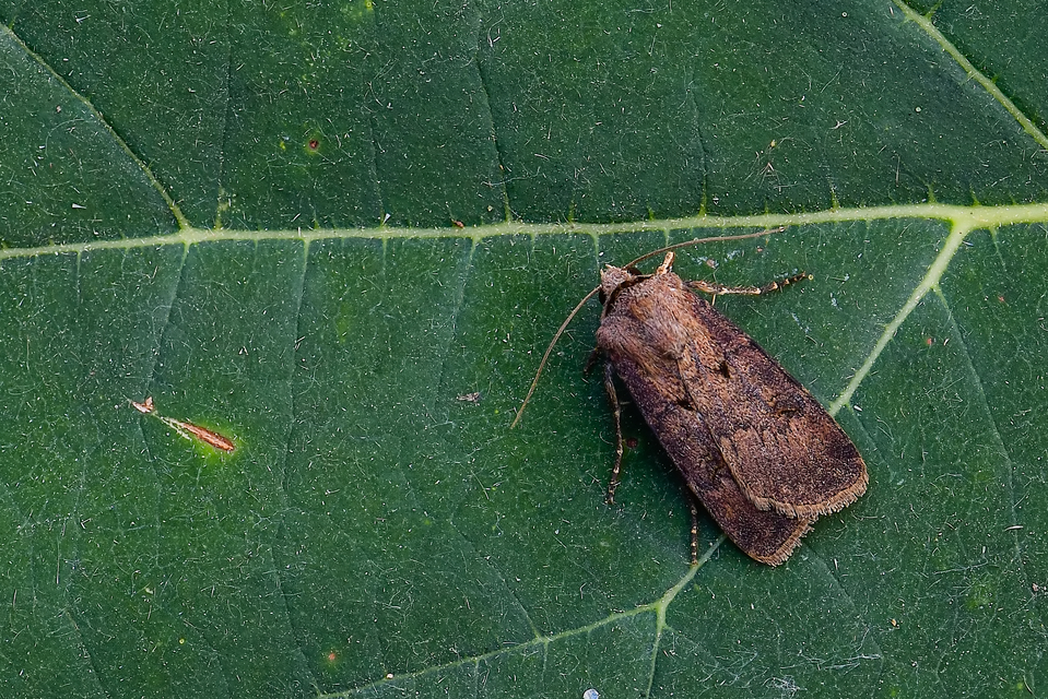 Agrotis exclamationis - felkiáltójeles földibagoly