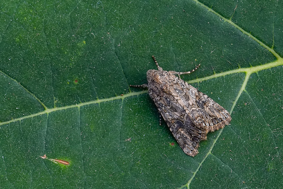 Hadula trifolii - lóherebagoly Hadula trifolii - lóherebagoly