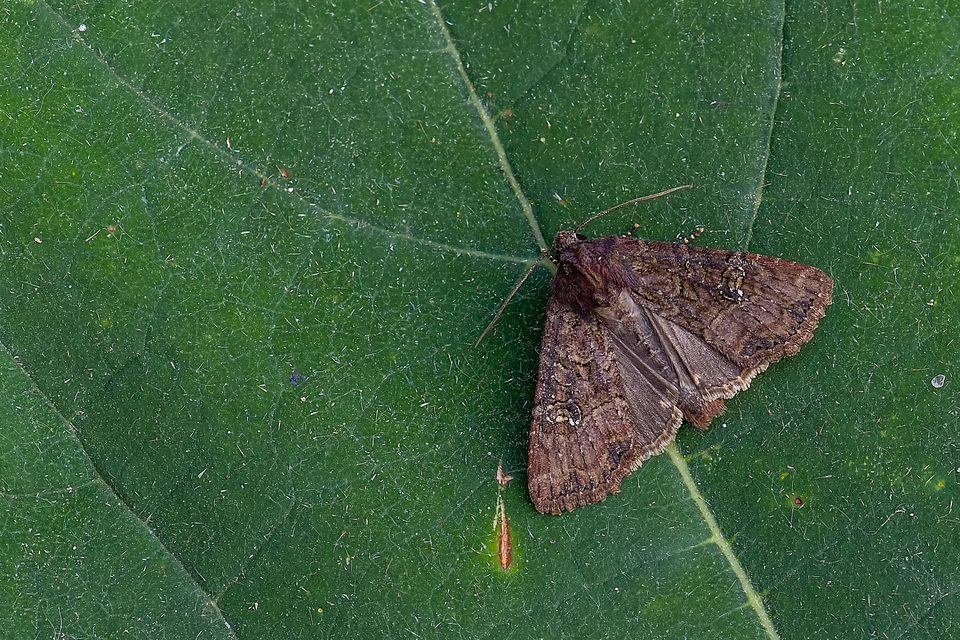 Mesapamea secalella/secalis