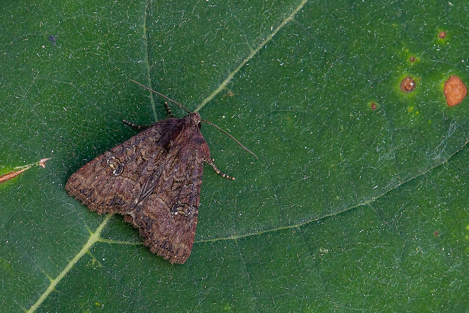 Mesapamea secalella/secalis