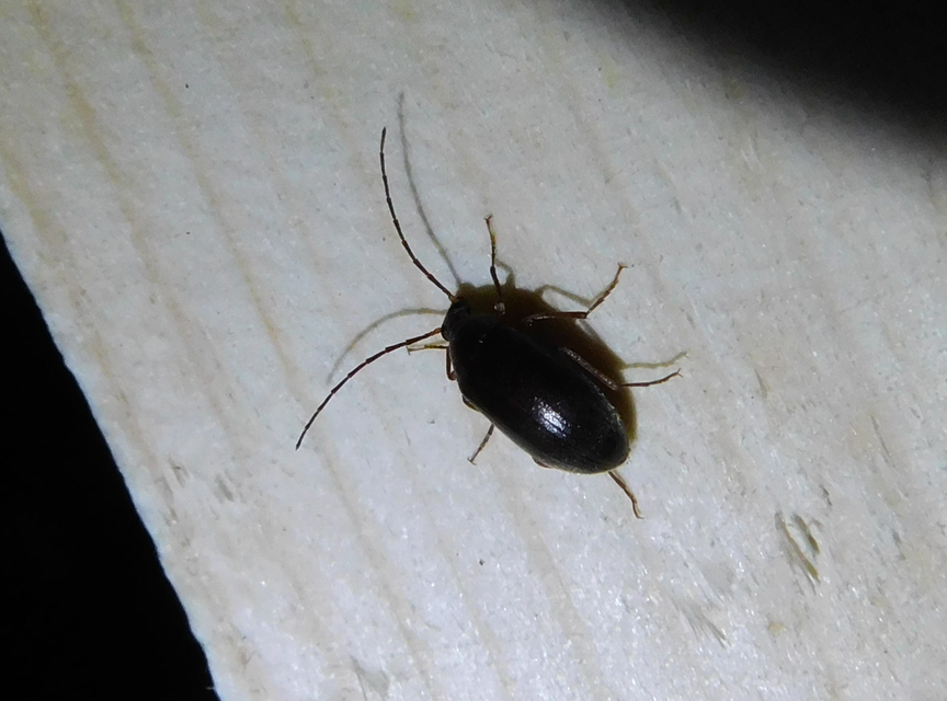 Hymenalia rufipes - rőtlábú alkonybogár