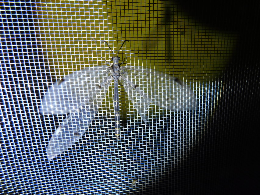 Distoleon tetragrammicus - négyfoltos hangyaleső