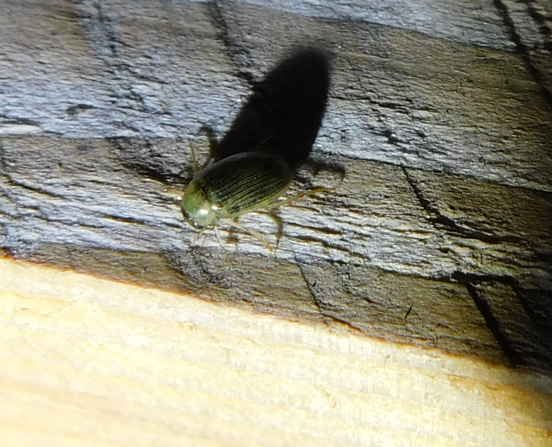Berosus spinosus - széki szemescsibor Berosus spinosus - széki szemescsibor