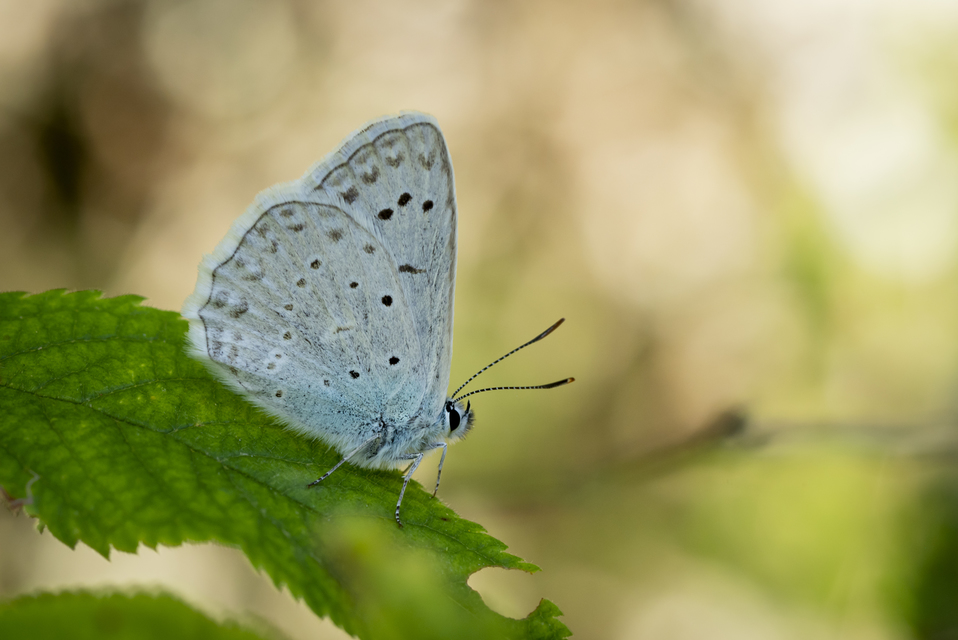 Polyommatus daphnis - csipkés boglárka