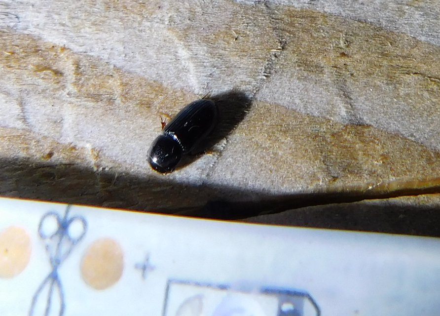 Aphodius varians - változékony trágyabogár