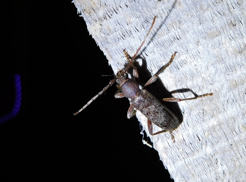 Trichoferus campestris - szállóvendég éjicincér
