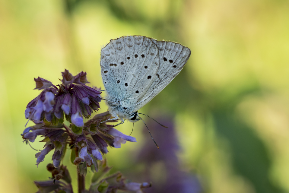 Polyommatus daphnis - csipkés boglárka