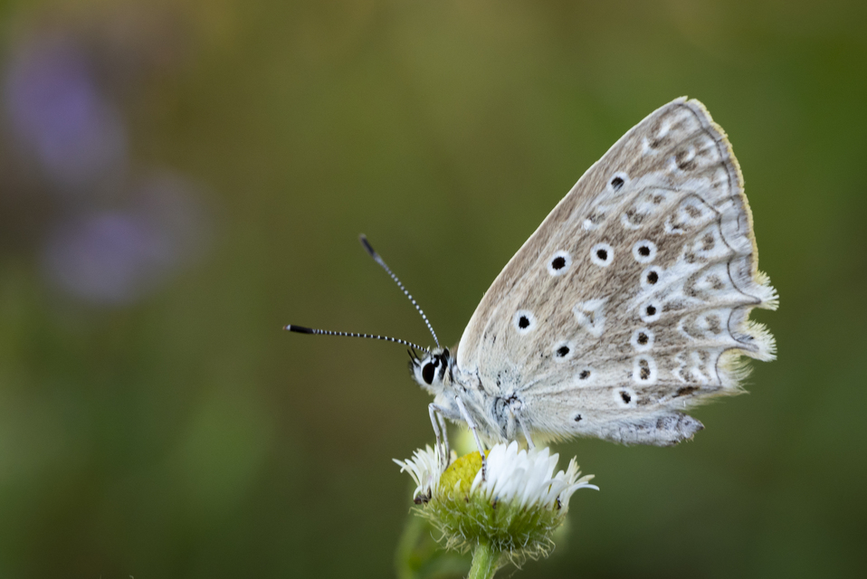 Polyommatus daphnis - csipkés boglárka