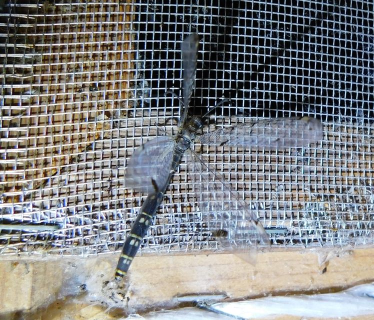 Distoleon tetragrammicus - négyfoltos hangyaleső