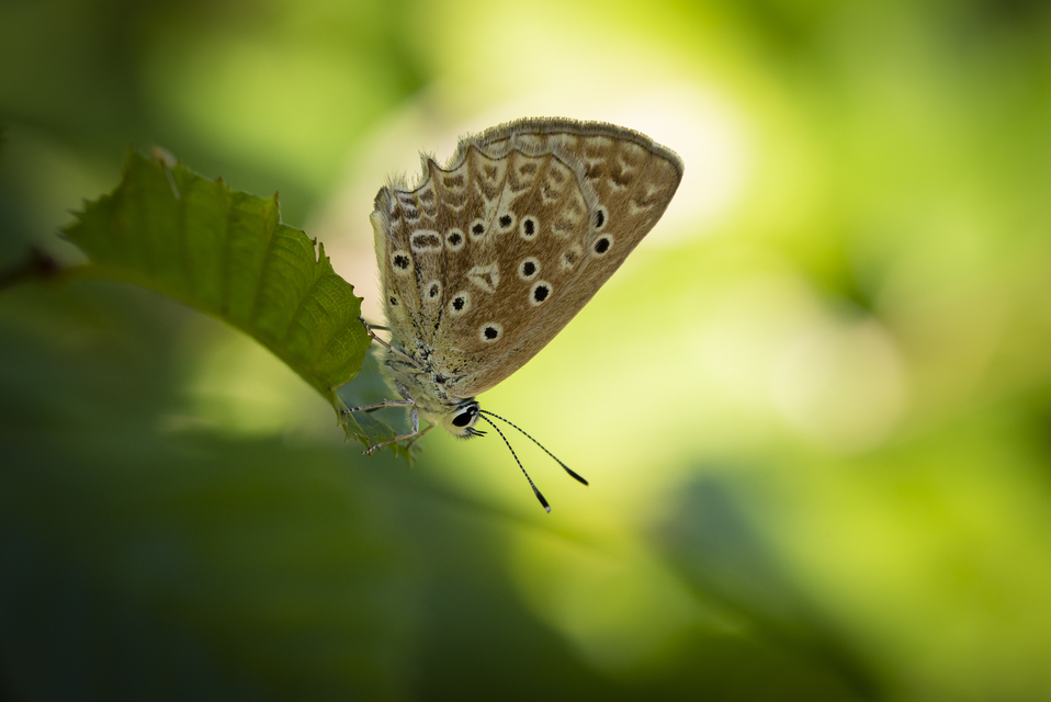 Polyommatus daphnis - csipkés boglárka
