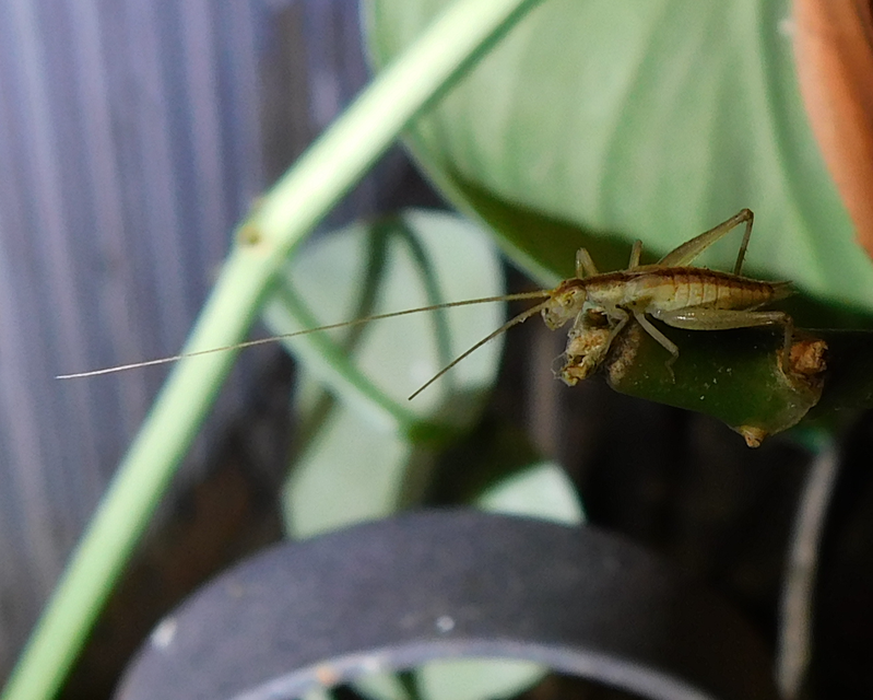 Oecanthus pellucens - pirregőtücsök