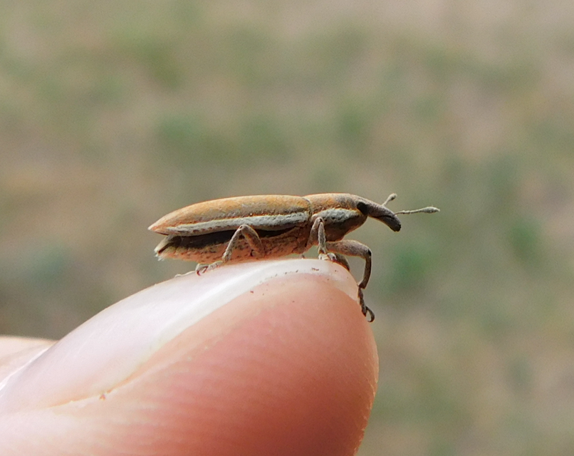 Lixus ochraceus - retek-dudvabarkó