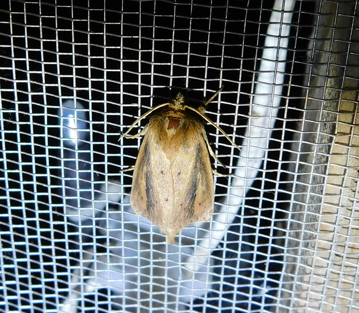 Globia sparganii - nagy nádibagoly