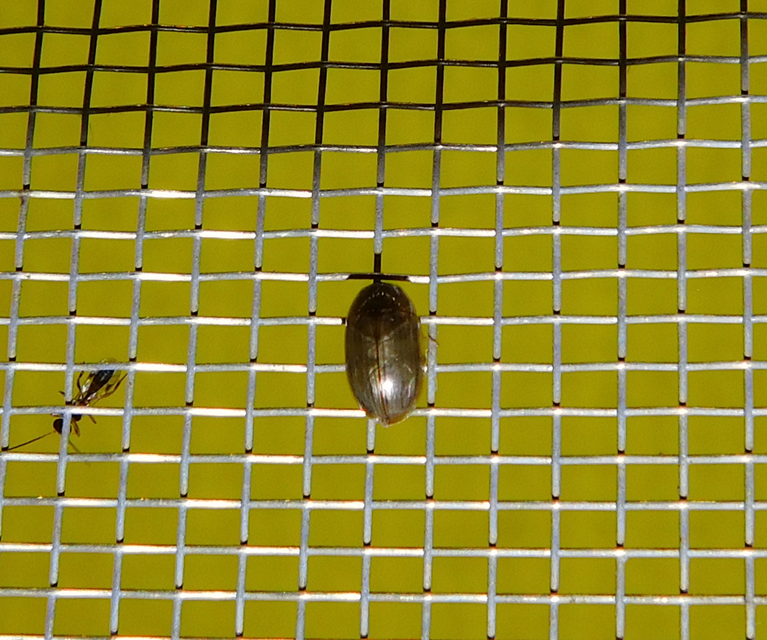 Enochrus Enochrus
