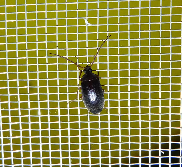 Hymenalia rufipes - rőtlábú alkonybogár