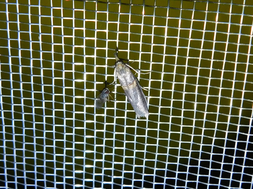 Etiella zinckenella - akácmoly