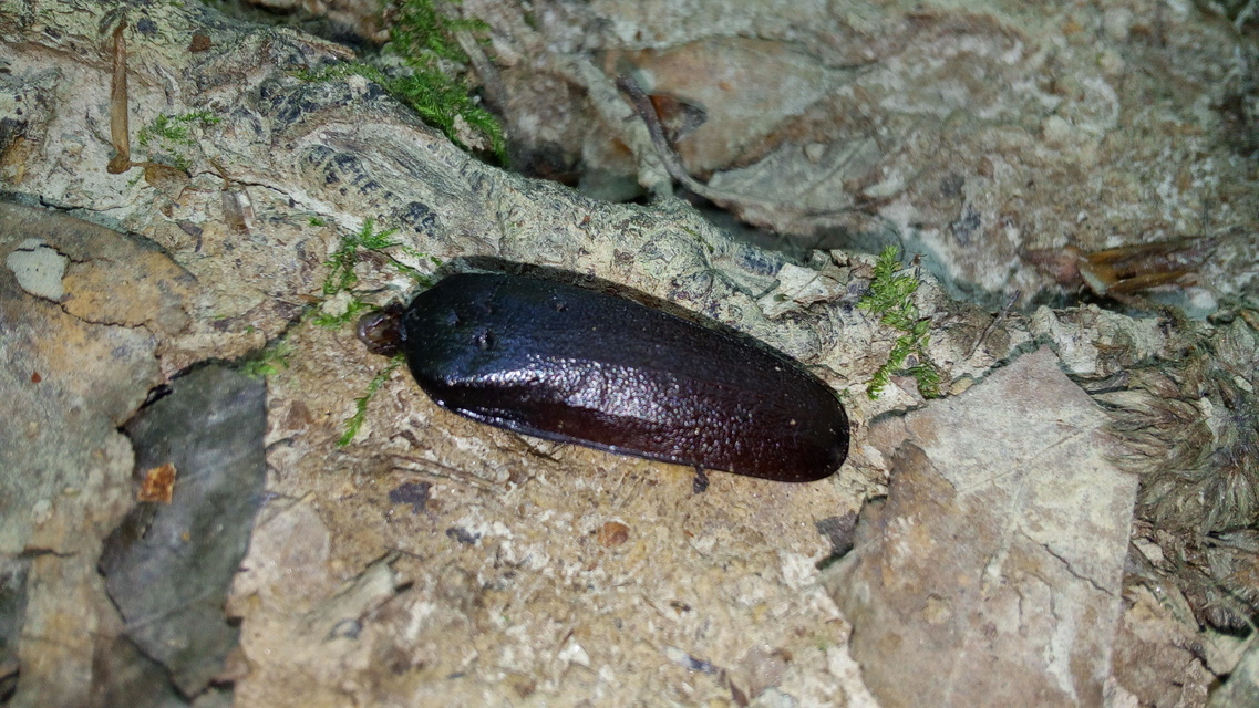 Prionus coriarius - csőszcincér
