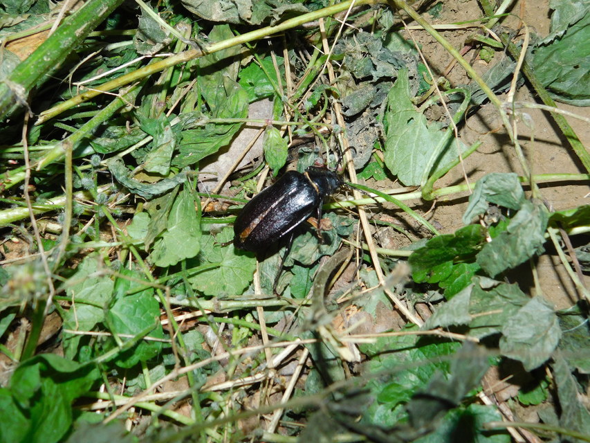 Prionus coriarius - csőszcincér