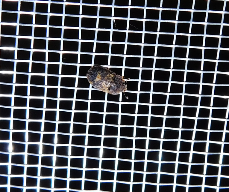 Soronia grisea - pettyegetett fénybogár