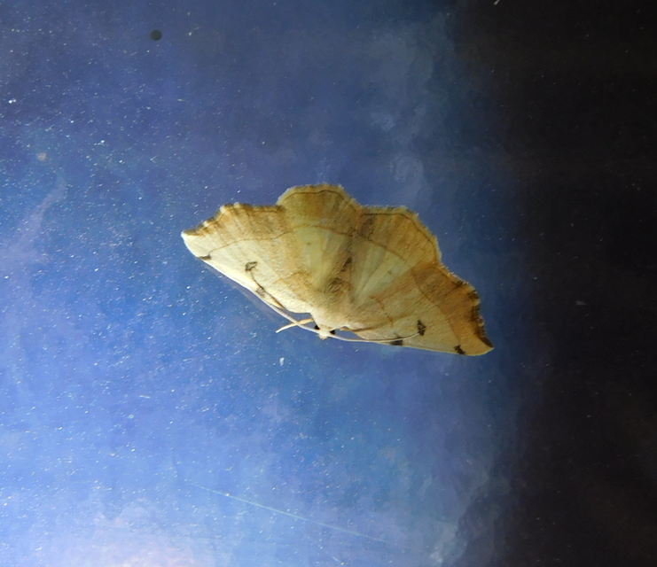 Eilicrinia trinotata - háromjegyű araszoló
