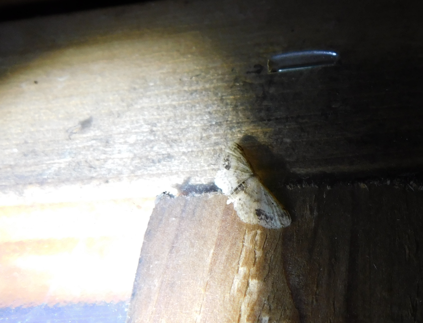 Idaea dimidiata - gyakori apróaraszoló