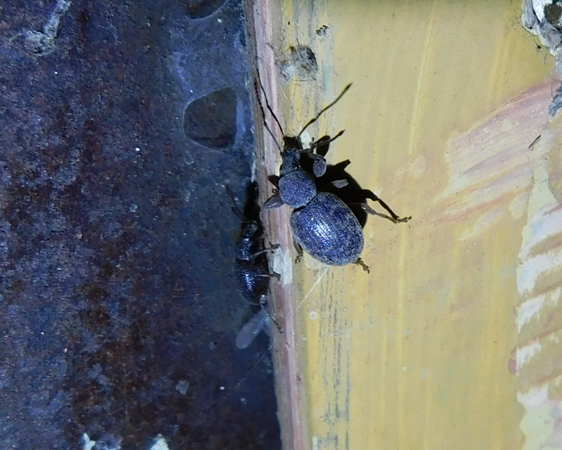 Otiorhynchus hystrix - sörtés gyalogormányos
