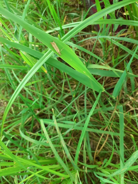 Chrysoteuchia culmella - kerti fűgyökérmoly