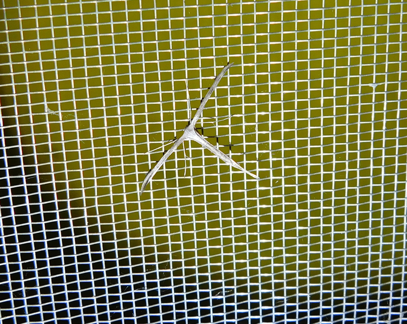 Emmelina monodactyla/argoteles