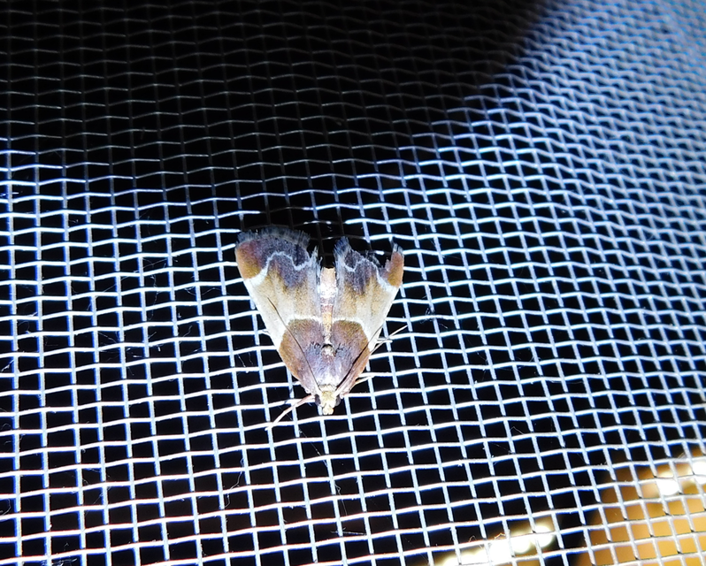 Pyralis farinalis - lisztilonca