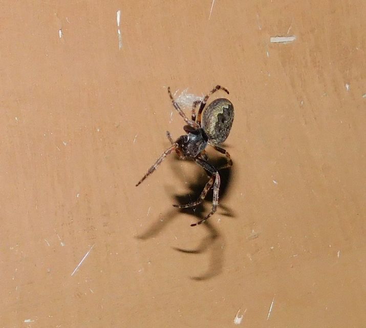 Nuctenea umbratica - közönséges rés-keresztespók