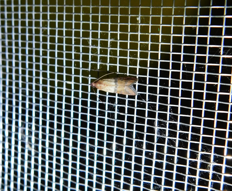 Plodia interpunctella - aszalványmoly