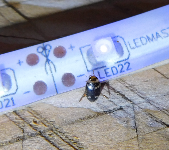 Laccophilus poecilus - tarka bukóbogár