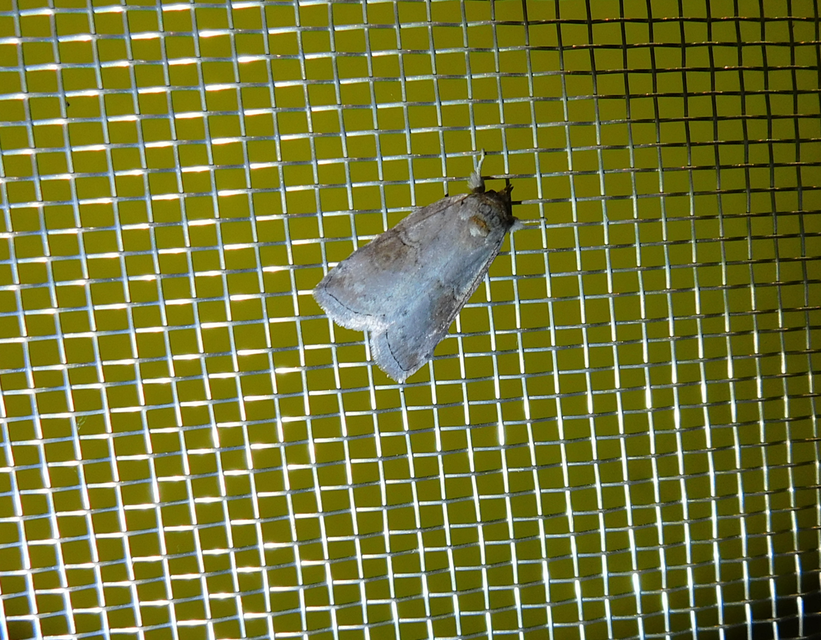 Nycteola asiatica - nyárfa-trapézbagoly