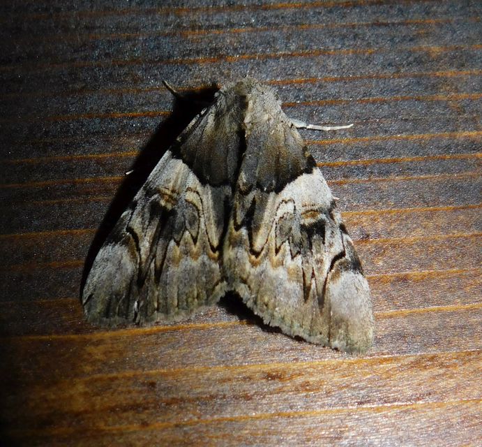 Catocala fulminea - galagonya-övesbagoly